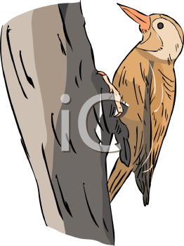 Bird Clipart