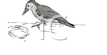 Bird Clipart