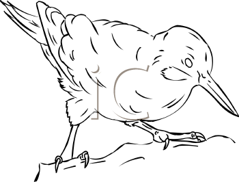 Bird Clipart