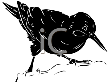 Bird Clipart