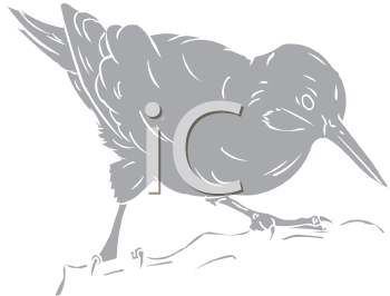 Bird Clipart