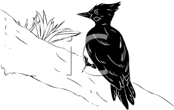 Bird Clipart