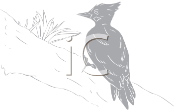 Bird Clipart