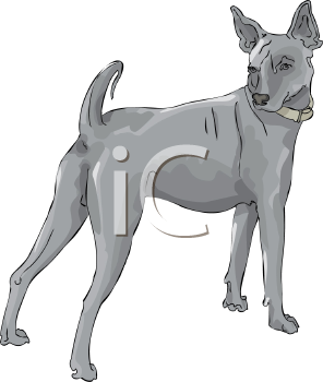 Pet Clipart