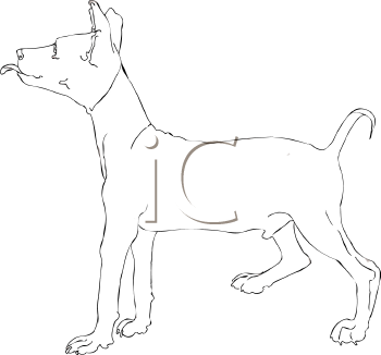 Pet Clipart