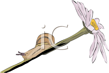 Flower Clipart