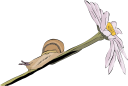 Flower Clipart