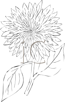 Flower Clipart