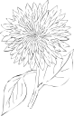 Flower Clipart