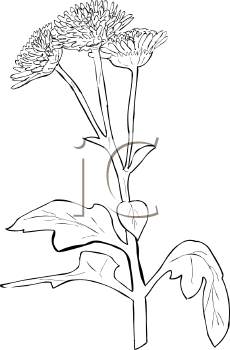 Flower Clipart