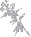 Flower Clipart