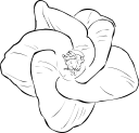 Flower Clipart