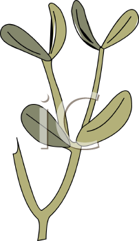 Plant Clipart