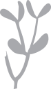 Plant Clipart