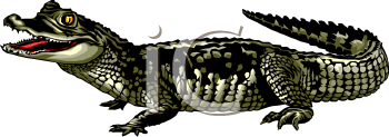 Lizard Clipart