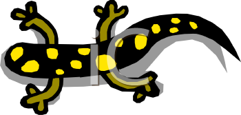 Lizard Clipart