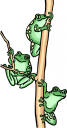 Amphibians Clipart