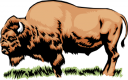 Buffalo Clipart