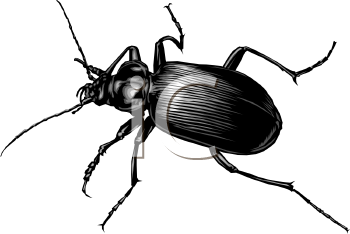 Insect Clipart