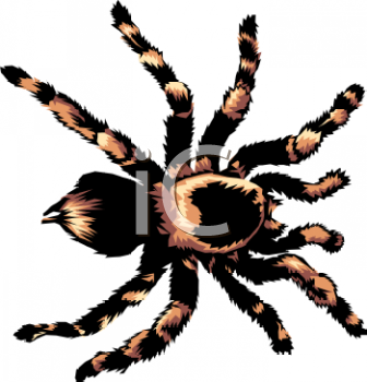 Insect Clipart