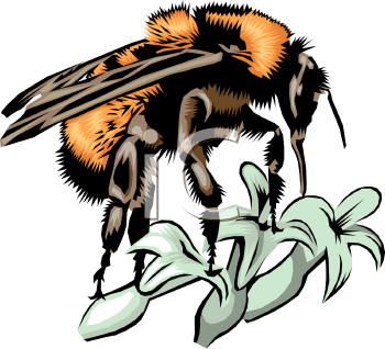 Insect Clipart