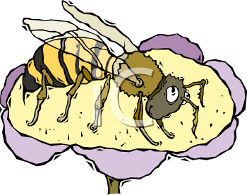 Insect Clipart