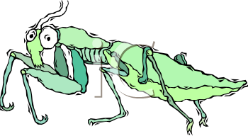 Insect Clipart