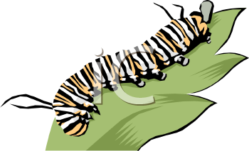 Insect Clipart