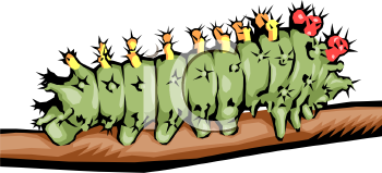 Insect Clipart