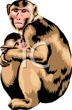 Primate Clipart