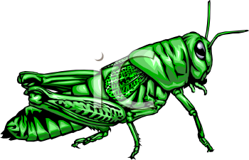 Insect Clipart
