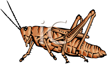 Insect Clipart