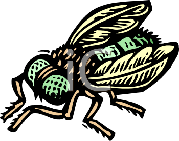 Insect Clipart