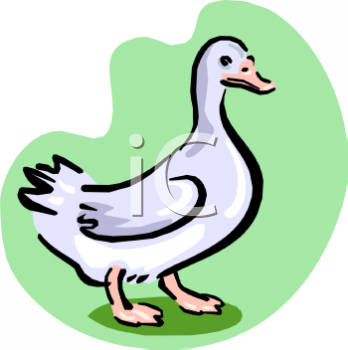 Bird Clipart