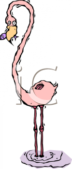 Bird Clipart