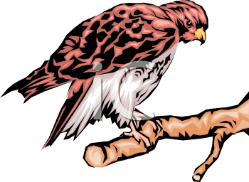 Bird Clipart