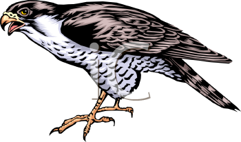 Bird Clipart
