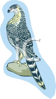 Bird Clipart