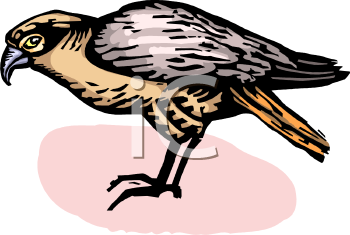 Bird Clipart