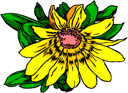 Flower Clipart