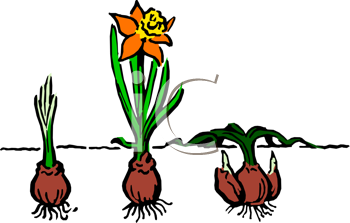 Flower Clipart