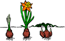 Flower Clipart