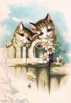 Pet Clipart