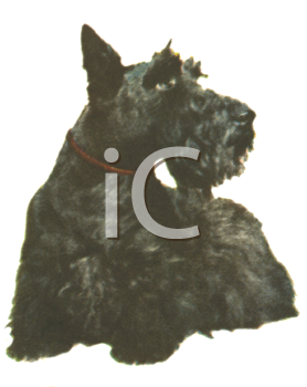 Dog Clipart