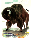 Buffalo Clipart