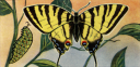 Insect Clipart