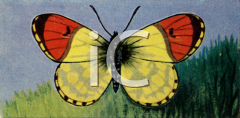 Insect Clipart
