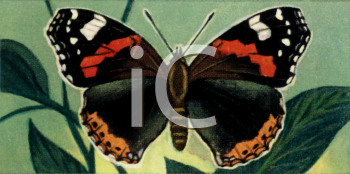 Insect Clipart