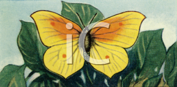 Insect Clipart