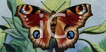 Insect Clipart